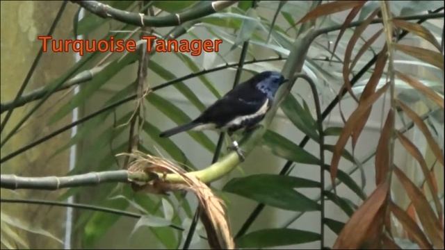 Biodome de Montreal Tropical Rainforest Birds & Animals - Canada смотреть онлайн