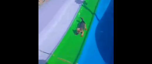 Щенку понравилось кататься на горке смотреть онлайн