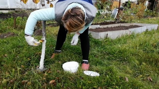 КРАСКА ДЛЯ ДЕРЕВЬЕВ. Защита плодовых деревьев.
Подготовка деревьев . смотреть онлайн