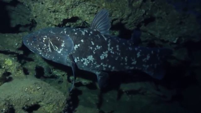 10 САМЫХ ДРЕВНИХ СУЩЕСТВ НА ЗЕМЛЕ, живущих В НАШЕ ВРЕМЯ смотреть онлайн