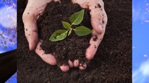 Биология, 6 кл., § 13 "Минеральное питание растений и значение воды"