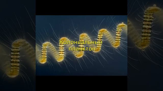 Удивительный микромир I