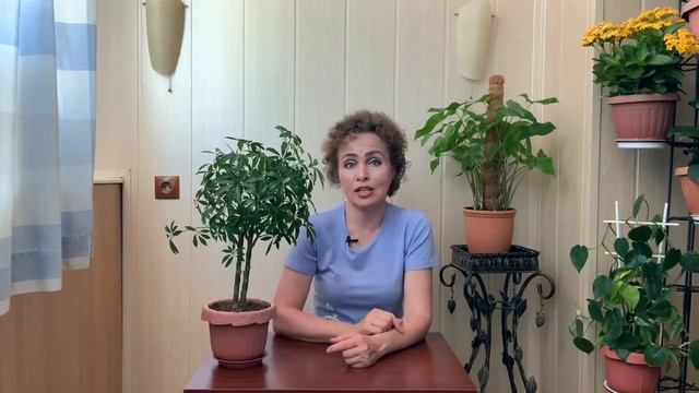 Паутинный КЛЕЩ на комнатных цветах. Паутинный Клещ меры борьбы. смотреть онлайн