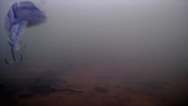 Окунь щемит РОБОТА. Электронная рыбка приманка - отличный робот живец на хищника. Подводная съемка смотреть онлайн