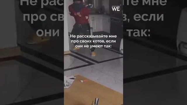 Коты артисты смотреть онлайн