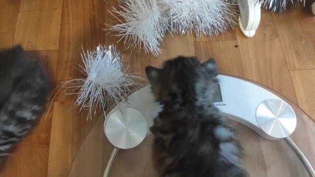 Котята Мейн куны пришли на взвешивание. Сколько они весят в 3 недели? смотреть онлайн