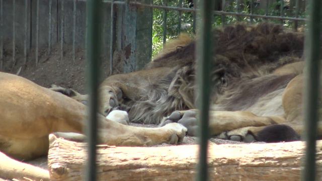 Зоопарк «Сафари» Бердянск. 4K смотреть онлайн