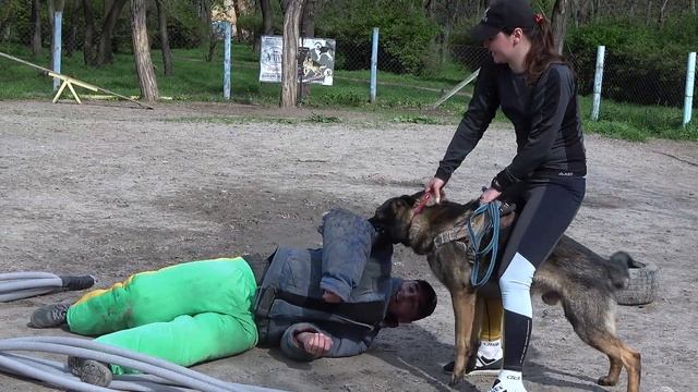 Атакуют НЕМЕЦКИЕ ОВЧАРКИ! Собаки телохранители - охрана и защита. СТРАЖ. Одесса. Украина. смотреть онлайн