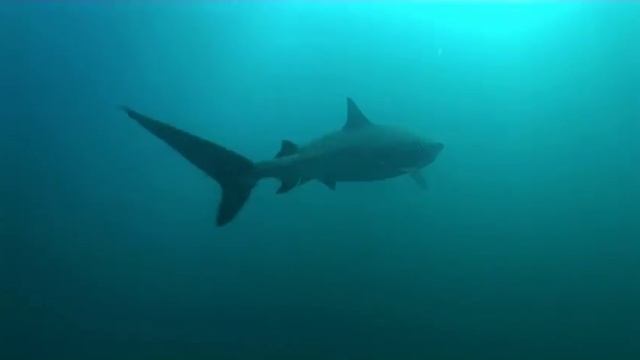 SHARK MAN - 2 - Mark Addison Swimming With Tiger Sharks