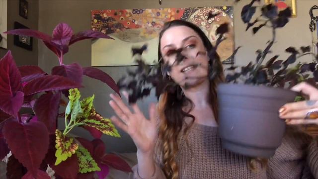 Indoor Coleus - Care, Pruning, & Overwintering смотреть онлайн