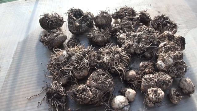 КАЛЛЫ, КАННЫ - ПРОБЛЕМЫ С ХРАНЕНИЕМ. смотреть онлайн