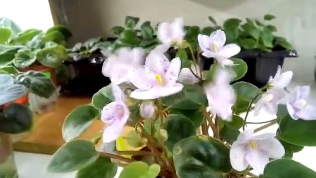 Rob's Boolaroo фіалка Напівмінітрейлер смотреть онлайн