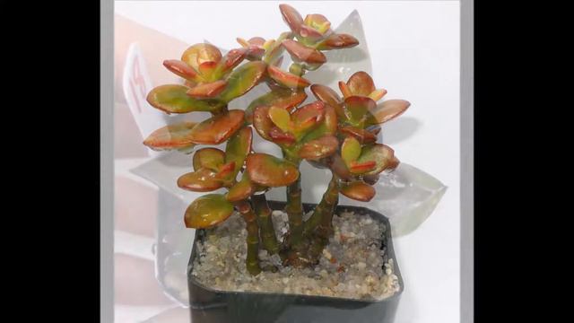 Indoor Organically Grown SUCCULENTS - Ovata Gasteria Echeveria Haworthia смотреть онлайн