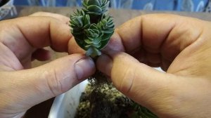 крассула храм Будды пересадка #комнатныецветы #цветы #пересадкакрассулы