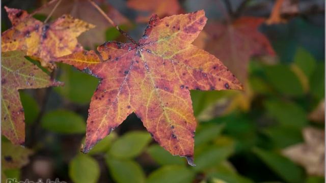 Sony Alpha A7_ Kit смотреть онлайн