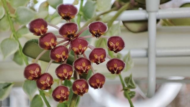 хойя DS-70 (Тсанги) | ЦВЕТЕНИЕ и обзор | цветение дисхидии русифолии смотреть онлайн