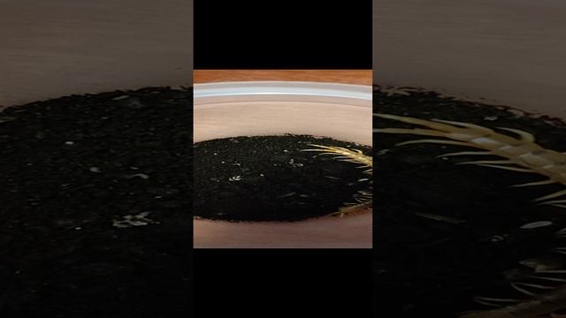 Иван_из_Москвы