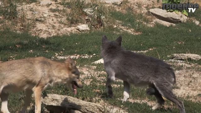 Nacht der Wölfe 2015 ● Mara im Wildpark #4 смотреть онлайн
