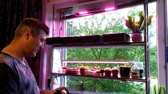 Растения-хищники на подоконнике.Досветка фитолампами. смотреть онлайн