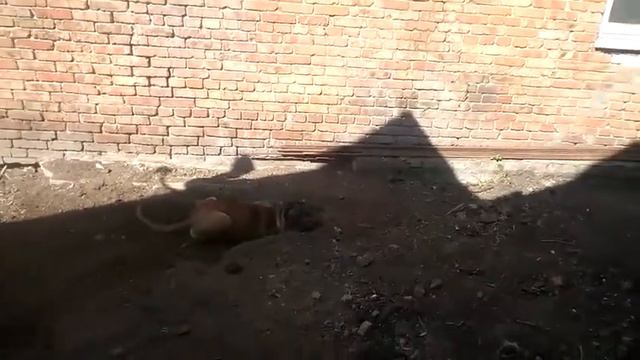 КАНЕ-КОРСО Харитон наедине с собой 😁спалили за запрещенкой🤫 смотреть онлайн