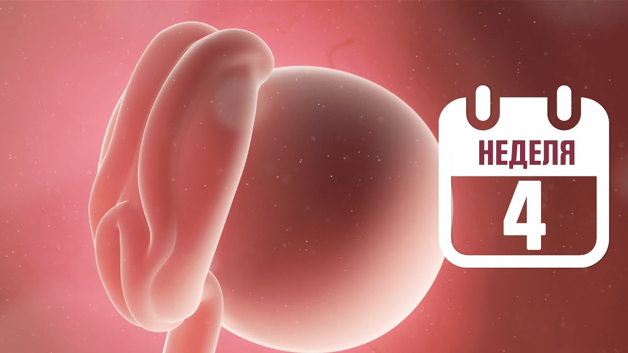 4 Неделя беременности - беременность по неделям l главнаямамарф смотреть онлайн