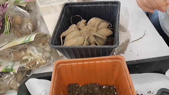 КЛУБНИ ГЕОРГИН СТАВИМ НА ПРОРАЩИВАНИЕ ДЛЯ ТОГО ЧТОБЫ ПОЛУЧИТЬ РАННЕЕ ЦВЕТЕНИЕ. смотреть онлайн