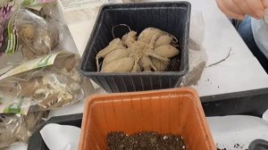 КЛУБНИ ГЕОРГИН СТАВИМ НА ПРОРАЩИВАНИЕ ДЛЯ ТОГО ЧТОБЫ ПОЛУЧИТЬ РАННЕЕ ЦВЕТЕНИЕ.