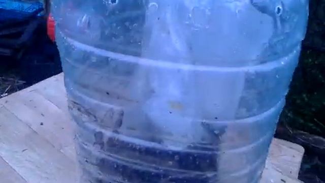 Битва долгоживущих пчёл с крысами.Ялта 14.02.2023. смотреть онлайн