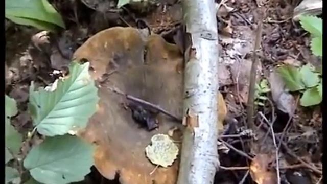 Грибы Веселки и ведьмины яйца в лесу. Как собирают. Рядовки фиолетовые. Грузди. Паутинники. смотреть онлайн