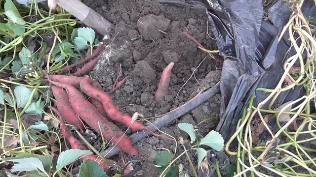 Рецепты сезона