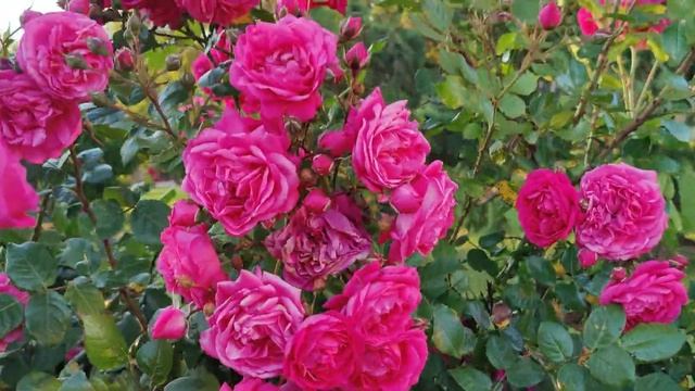 Rose Laguna смотреть онлайн