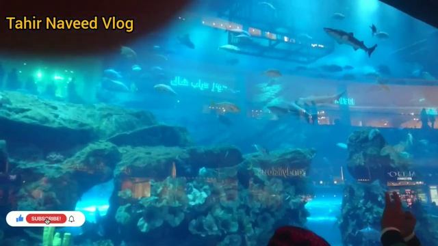 Dubai Aquarium Dubai Mall Fish | 2021