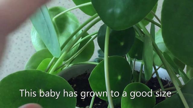 Pilea Peperomioides, Chinese Money Plant/Pancake Plant смотреть онлайн