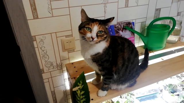 Новогодний КОРПОРАТИВ в лучшей сауне города! Сауна БОЦМАН Александрове смотреть онлайн