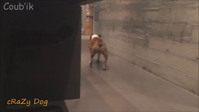 Лучшее в COUB [ #13 ] Best in Coub смотреть онлайн