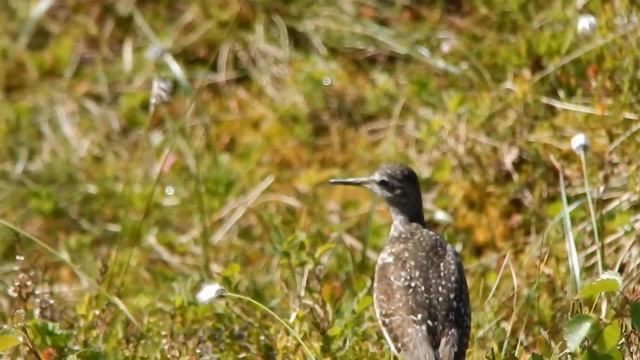 Мурманск. Сопки. Кулик.
