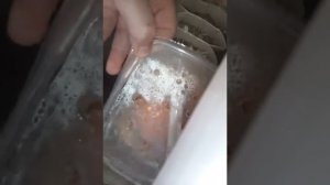 Какая должна быть температура в инкубаторе???