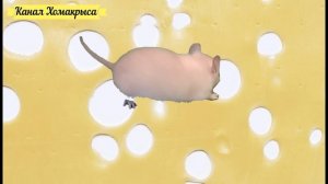 Игра для кошек, котов и котят  Живая мышка бегает и пищит  Видео для кошек  Игры для кошек на экран