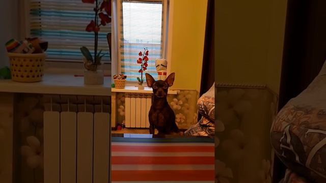 Русский той Котик. Засыпаем сидя)). смотреть онлайн