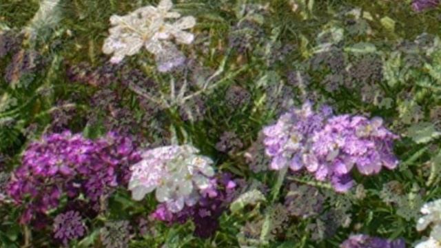 The language of the sea (Iberis sempervirens) смотреть онлайн