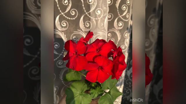 Пеларгонии сортовые в моей коллекции смотреть онлайн