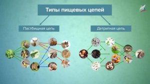 Поток энергии и пищевые цепи