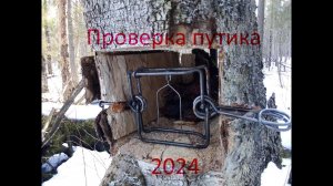Проверка путика 2024 г. Промысел куницы гуманными капканами. Первый трофей в новом году.