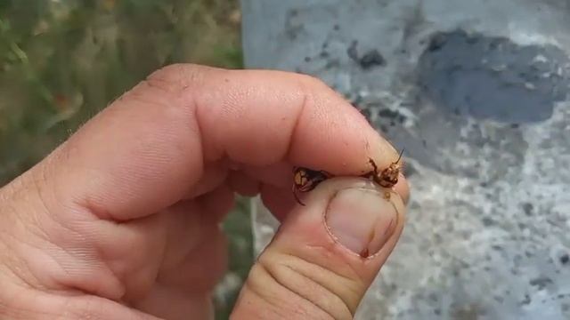 Тревога ШЕРШНИ НА ПАСЕКЕ/ убийци пчёл- killers of bees смотреть онлайн