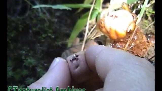 Stinkhorn mushroom - fungus - shoots spores - CTnaturalist смотреть онлайн