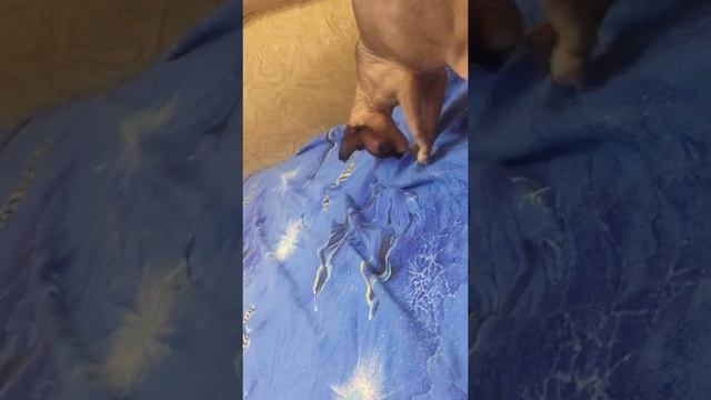 Прикол) когда кошке включили в телефоне мяукающих котят) смотреть онлайн