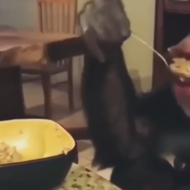 Жесткий прикол_смех до слез,ржака #shorts