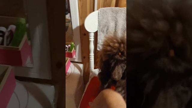 тойпудель на вязку смотреть онлайн