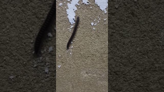 Природа намекает- надо правильно загадывать желания! смотреть онлайн