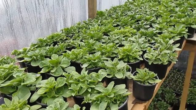 Как сформировать шикарный куст махровой петунии смотреть онлайн
